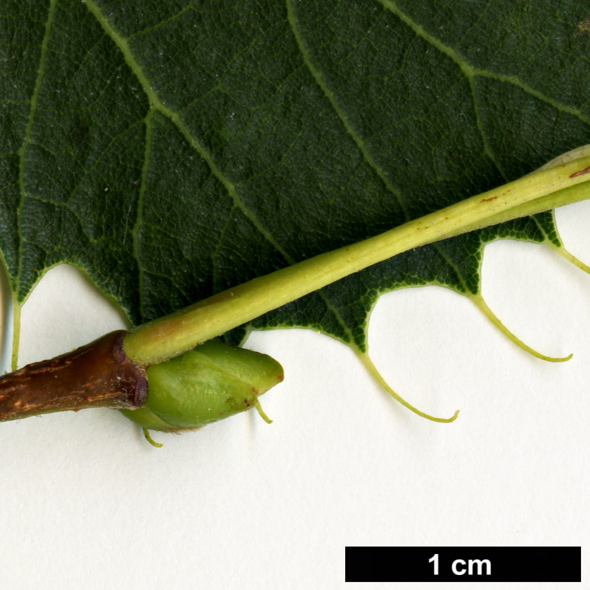 High resolution image: Family: Malvaceae - Genus: Tilia - Taxon: henryana - SpeciesSub: var. subglabra High resolution image: Family: Malvaceae - Genus: Tilia - Taxon: henryana - SpeciesSub: var. subglabra